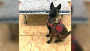 Jandarma Köpeği "Alkış" Kaçakçılara Geçit Vermedi!