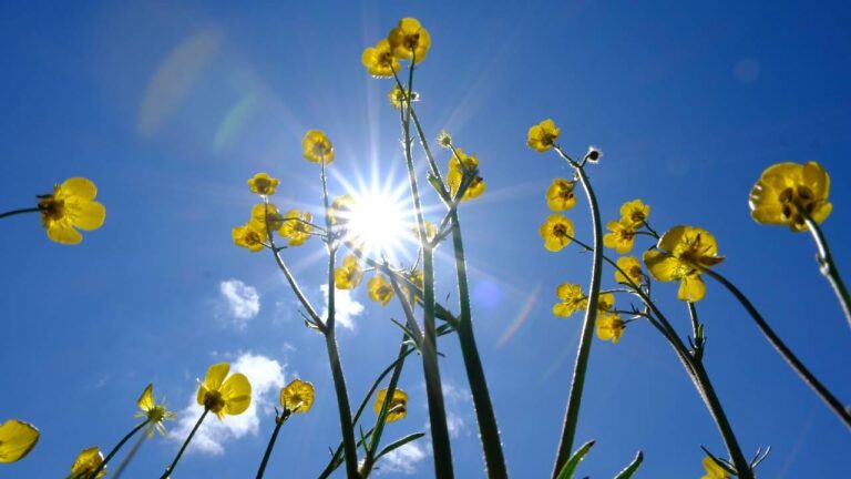 Sıcaklıklar artıyor, Türkiye bahar havasına giriyor