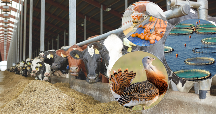 Tarım Bakanlığından, 188 Milyon Avro Tarımsal Hibe Desteği Verilecek