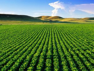 Türkiye, 2023'te Avrupa'nın tarımsal hasıla lideri oldu