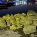 Samsun’da 1 ton kaçak kum midyesi ele geçirildi