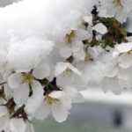 Trakya’da zirai don alarmı: Hasar tespiti başladı