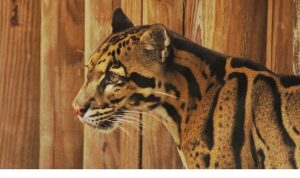 2 Bölümden Oluşan ‘Tampa’nın Sırları Özel’, 19 ve 26 Mayıs Pazartesi Günleri 20.00’de National Geographic WILD Ekranlarında!