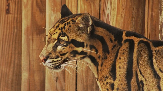 2 Bölümden Oluşan ‘Tampa’nın Sırları Özel’, 19 ve 26 Mayıs Pazartesi Günleri 20.00’de National Geographic WILD Ekranlarında!