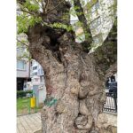 Asırlık ağacın yaraları sarıldı