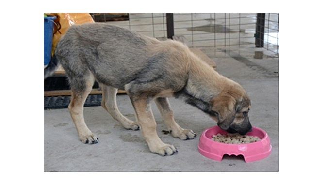 Atıklar mamaya, israf iyiliğe dönüşüyor