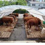 Bağcılar’da kurban pazarının gözdesi “Şampiyon”