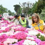 Başkan Çerçioğlu Efeler’i Bahar Çiçekleri ile Süsledi