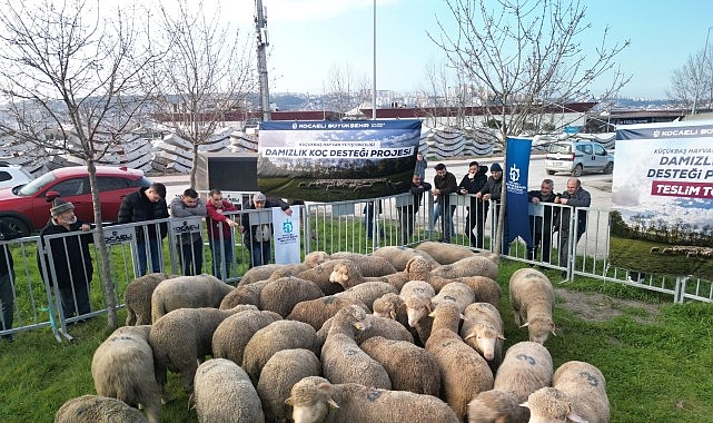 Büyükşehir’den üreticilere damızlık koç desteği