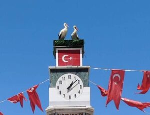 Can ve Canan Leylek Yuvalarına Geldi