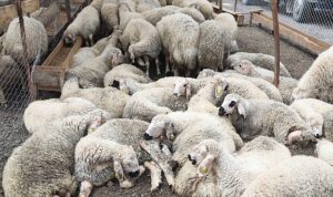 Çankaya Kurban Bayramına Hazır