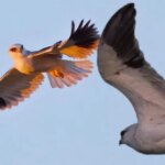 Doğanın kalbi Milleyha Kuş Cenneti, artık koruma altında