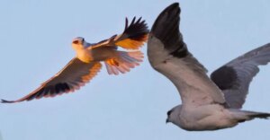 Doğanın kalbi Milleyha Kuş Cenneti, artık koruma altında