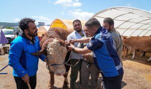 Gaziemir’de kurban satış yerlerinde sıkı denetim