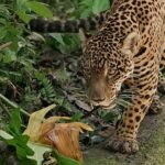 Jaguar: Guyana’nın Orman Ustası’, 3 Mayıs Cumartesi Günü 20.00’de National Geographic WILD Ekranlarında!