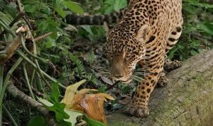 Jaguar: Guyana’nın Orman Ustası’, 3 Mayıs Cumartesi Günü 20.00’de National Geographic WILD Ekranlarında!