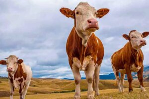 Kurban Bayramı'na sayılı gün kaldı… Kurbanlık hayvan düzeyi yeterli mi?