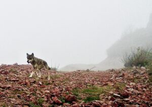 Kurt sürüsü Ağasar’da korkutuyor