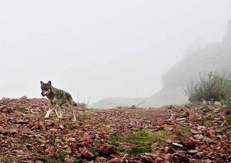 Kurt sürüsü Ağasar’da korkutuyor