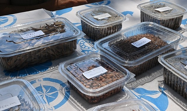 Manisa Tarzanı’nın İzinde Tohumlar Doğayla Buluşacak