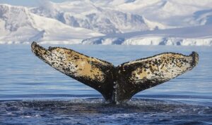 National Geographic NOW Seç-İzle Servisi Haziran Ayında ‘Dalgaların Ardında’ Teması ile İzleyicilerle Buluşuyor!