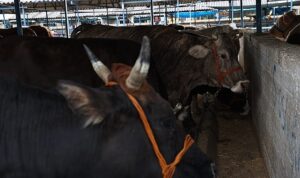 Nilüfer Kurban Bayramı’na hazır