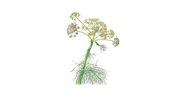 Salt Beyoğlu Yeni Sergi: Anadolu’nun Bitki Mirası