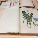 Salt Beyoğlu’nda Kamu Programı: “Anadolu’nun Bitki Mirası” Sergisine söyleşi, gösterim ve atölye çalışmaları eşlik ediyor