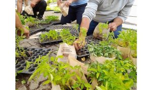 Seferihisar Belediyesi Tohum Takas Şenliği’ne hazırlanıyor
