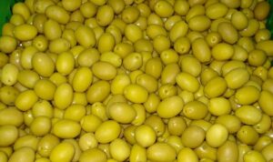 Sofralık zeytin ihracatı 250 milyon dolara koşuyor