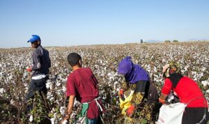 12 Haziran Dünya Çocuk İşçiliği ile Mücadele Günü: Türkiye’de mevsimlik tarımın yükü çocukların omzunda