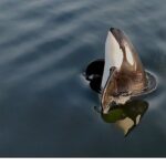 2 Bölümden Oluşan ‘Orkaların Gizemli Yaşamı’, 8 ve 15  Haziran Pazar Günleri 20.00’de National Geographic WILD Ekranlarında İzleyicilerle Buluşuyor!