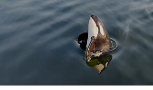 2 Bölümden Oluşan ‘Orkaların Gizemli Yaşamı’, 8 ve 15  Haziran Pazar Günleri 20.00’de National Geographic WILD Ekranlarında İzleyicilerle Buluşuyor!