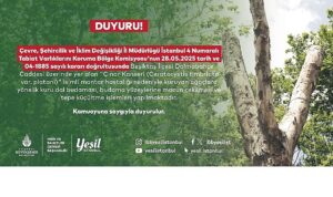 Beşiktaş’taki kanserli ağaçlara budama