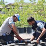 Büyükşehir’in fidanlığı Kocaeli’ni yeşillendiriyor