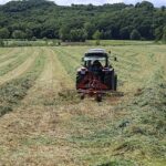 Kocaeli’nde “süt otu” hasadı başladı