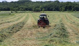 Kocaeli’nde “süt otu” hasadı başladı