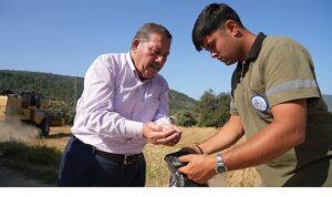 Milas Belediyesi Karakılçık Buğday Hasadı Gerçekleştirdi
