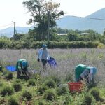Nilüfer’de lavanta hasadı başladı