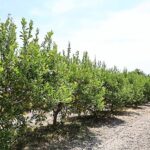 Organik atıklar toprak iyileştirici ürüne dönüştürüldü