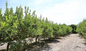 Organik atıklar toprak iyileştirici ürüne dönüştürüldü