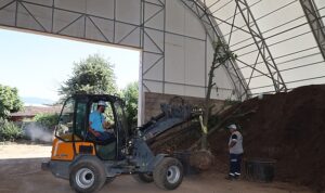 Sökülen ağaçlar geleceğe taşınıyor