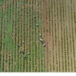 Tıbbi ve aromatik bitkilerin bahar temizliği yapılıyor