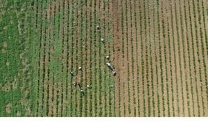 Tıbbi ve aromatik bitkilerin bahar temizliği yapılıyor