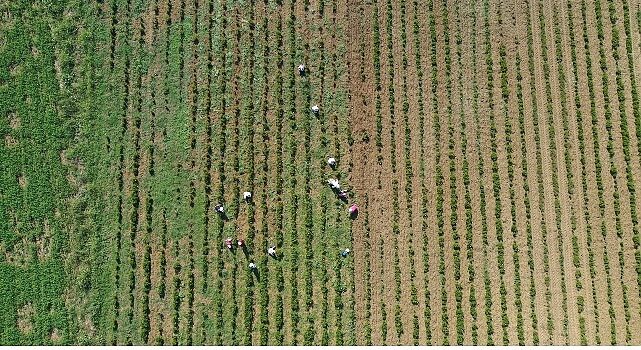 Tıbbi ve aromatik bitkilerin bahar temizliği yapılıyor