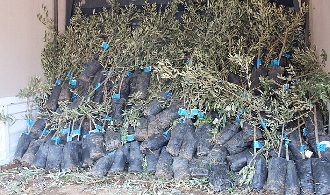 19 ilçede 2 bin üreticiye 40 bin zeytin fidanı dağıtılacak