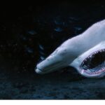 3 Bölümden Oluşan Seri ‘Köpekbalığı Saldırınca Özel’, 6 Temmuz Pazar 21.00’de National Geographic WILD Ekranlarında Başlıyor!