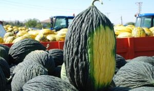 Ata Tohumu Toprakla Buluştu, Geleceğe Umut Yeşertti