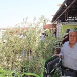 Büyükşehir’den 19 ilçeye 40 bin zeytin fidanı desteği