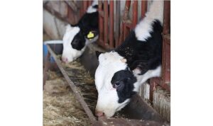 Büyükşehir’den kırsaldaki besicilere veterinerlik hizmeti